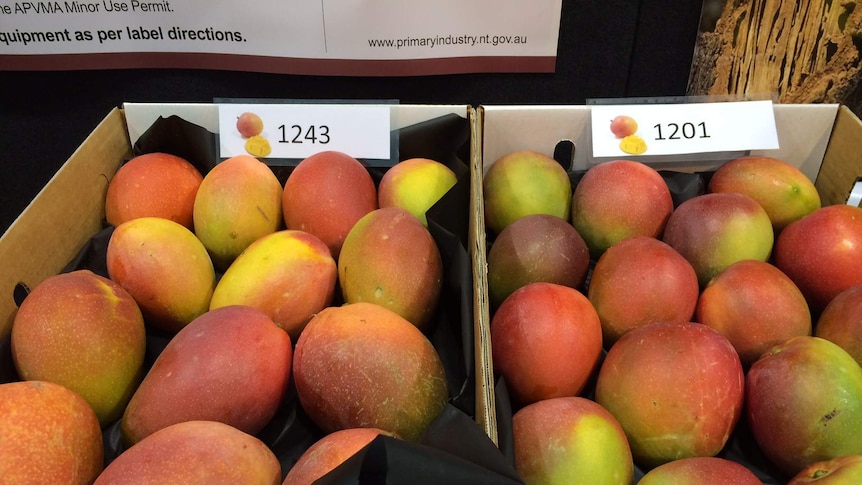 two boxes of red blush mangoes