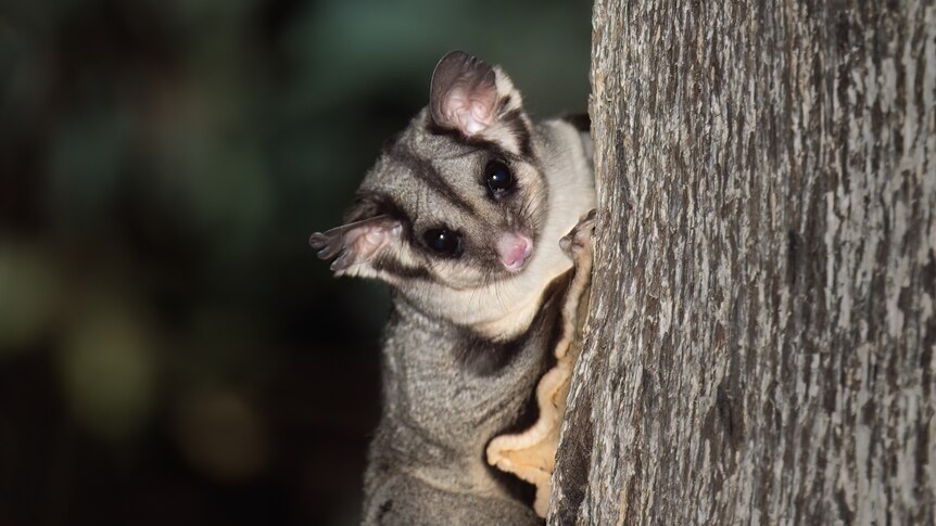 A small, furry mammal clings to a tree.