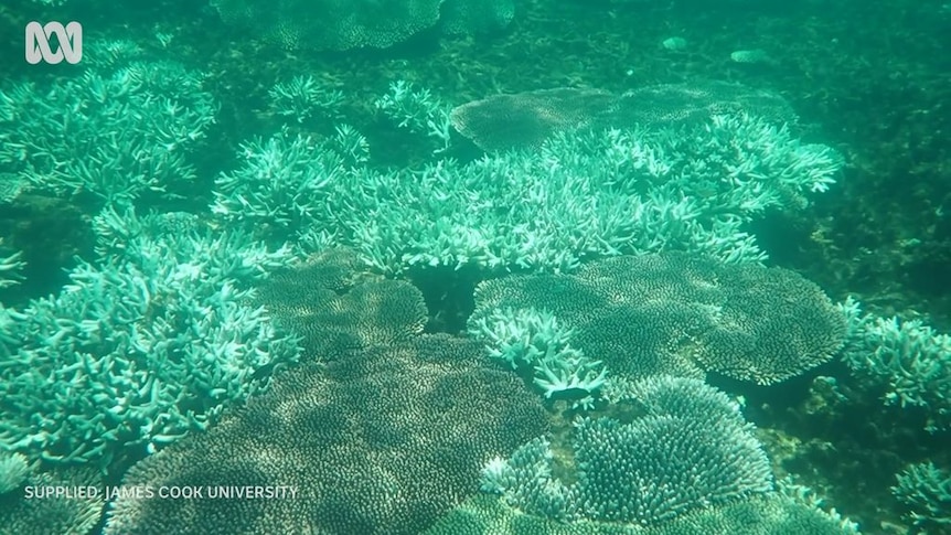 Coral seen through clear blue-green water