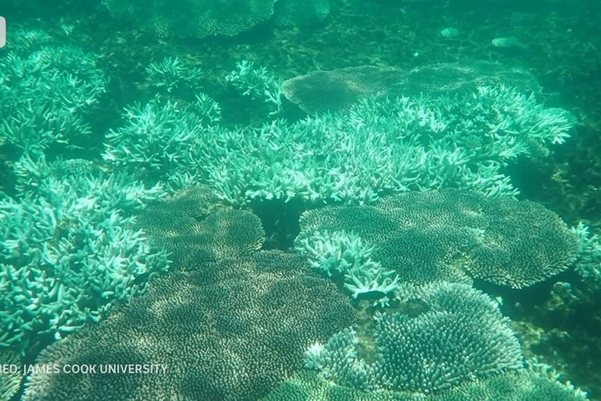 Coral seen through clear blue-green water