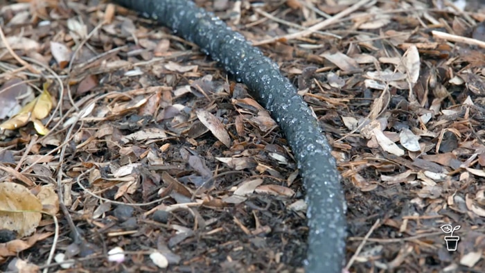 Black soaker hose with water on surface, lying on leaf-covered ground