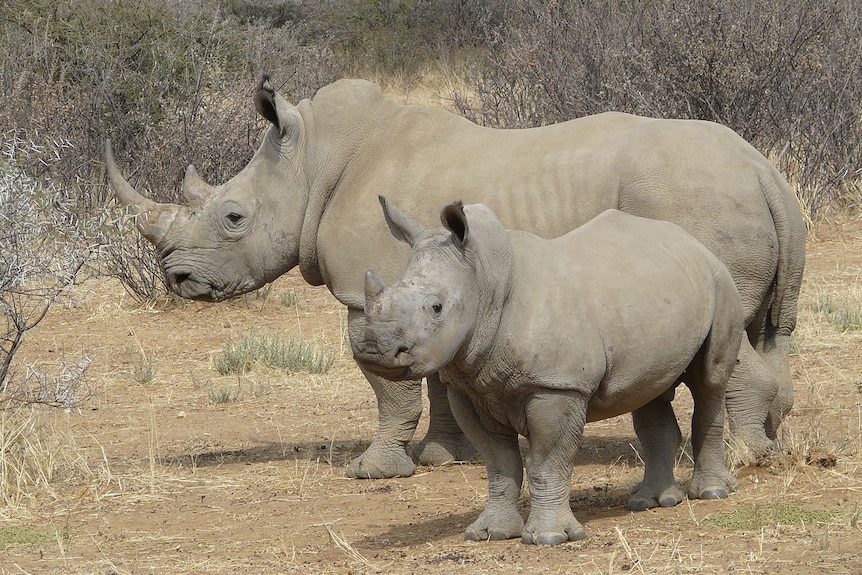 Southern white rhinoceros mother and calf