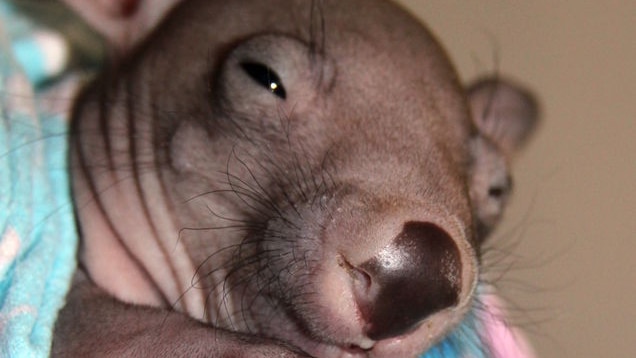 Orphaned baby wombat wrapped up in a blanket