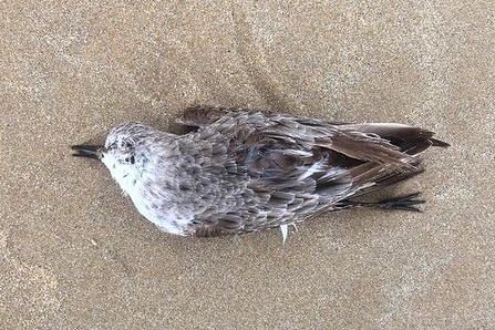 A dead bird lays in the sand