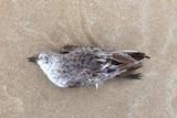 A dead bird lays in the sand