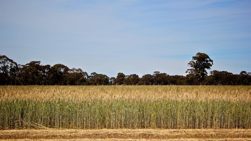 A grain crop, half harvested