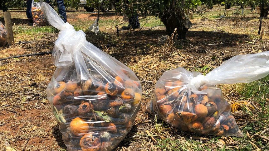 Two bags of rotten citrus fruit on the ground