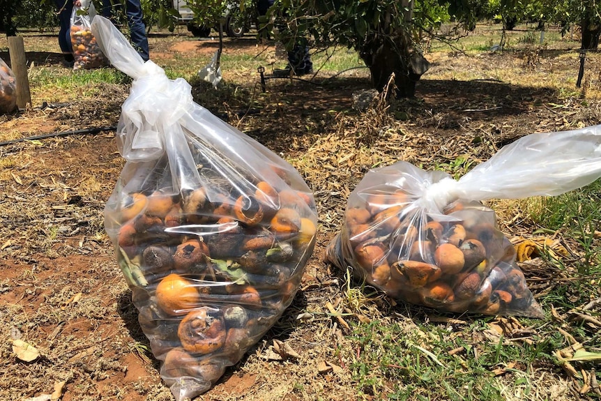 Two bags of rotten citrus fruit on the ground