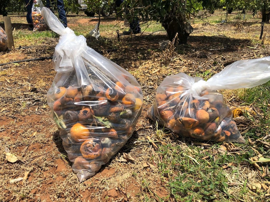 Two bags of rotten citrus fruit on the ground