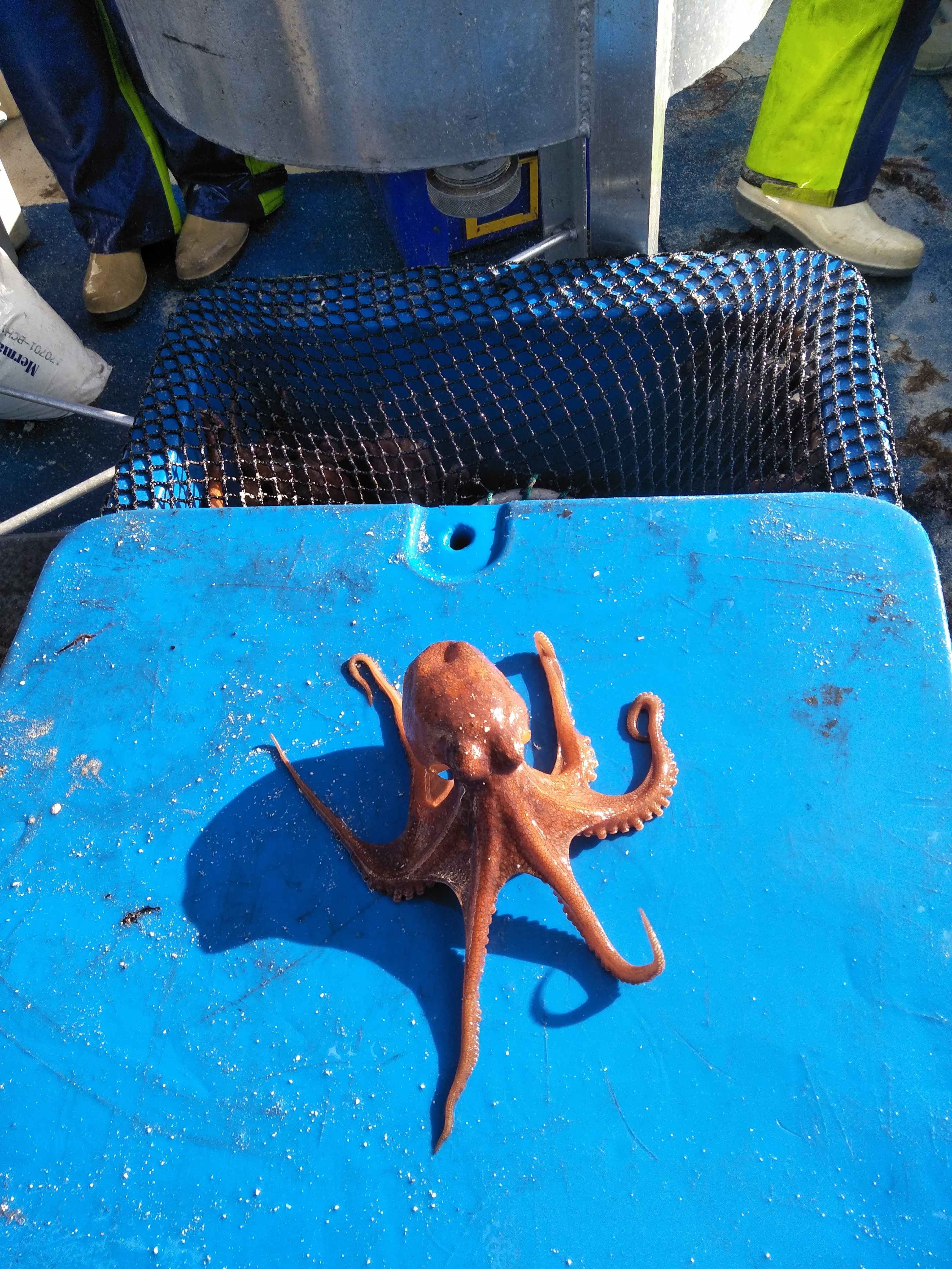 Octopus species mysteriously disappears from Spencer Gulf