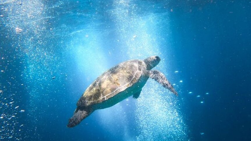 A turtle swimming off Cook Island in northern NSW.
