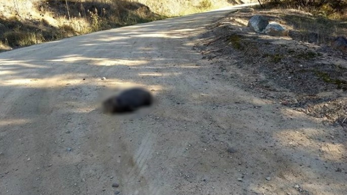 A wombat lies dead on a dirt road.