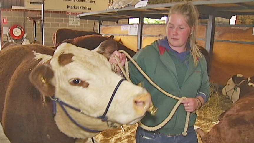 Caring for the cattle