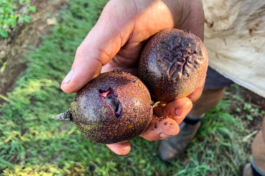Farmer holds two passionfruit with damage from cockatoo and the sun.