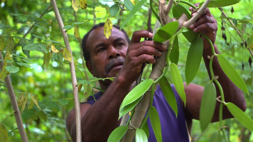 Ni-Vanuatu man Roy Tinning tending to crops in his vanilla plantation. 