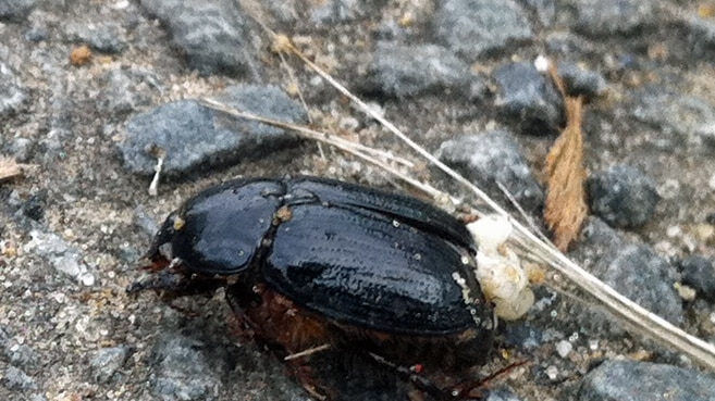 Small black beetles are infesting parts of Hobart.