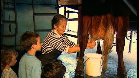 Old lady hand-milks cow while children watch