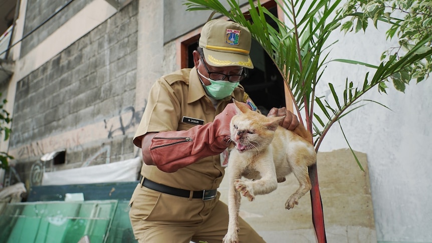 A man in uniform holds an injured stray cat by the scruff of the neck.