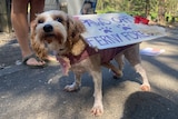 dog wearing a protest sign