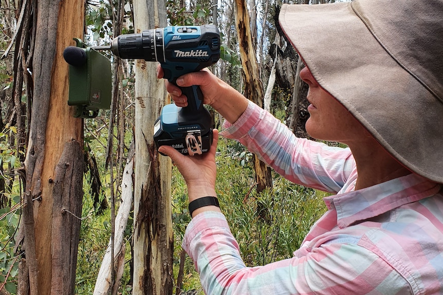 Woman, face obscured by hate, uses a drill to secure a box with a protruding microphone to a tree