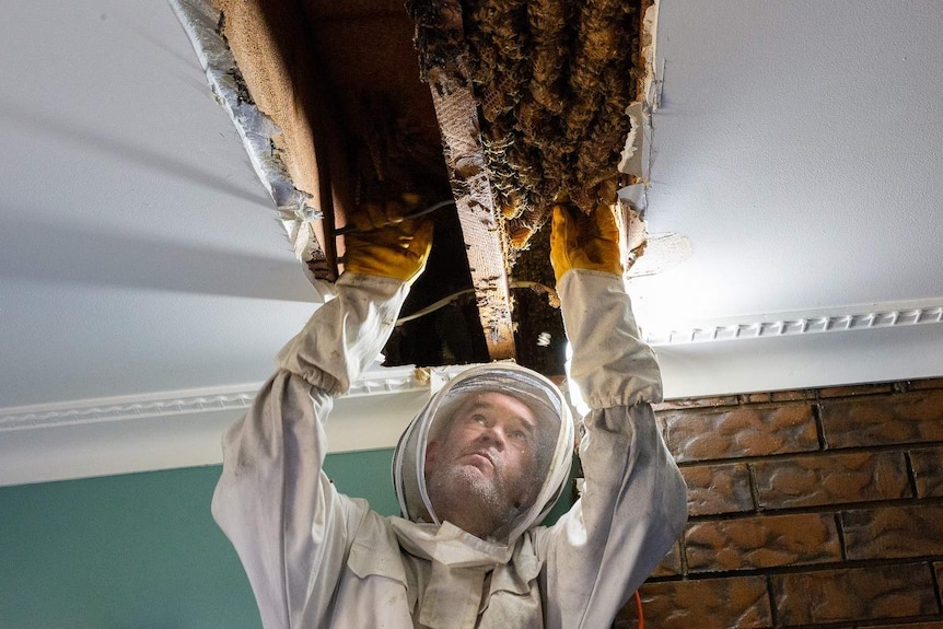 Beekeeper Paul Wood works to remove a hive from a Carseldine home's ceiling.
