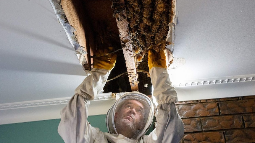 Beekeeper Paul Wood works to remove a hive from a Carseldine home's ceiling.