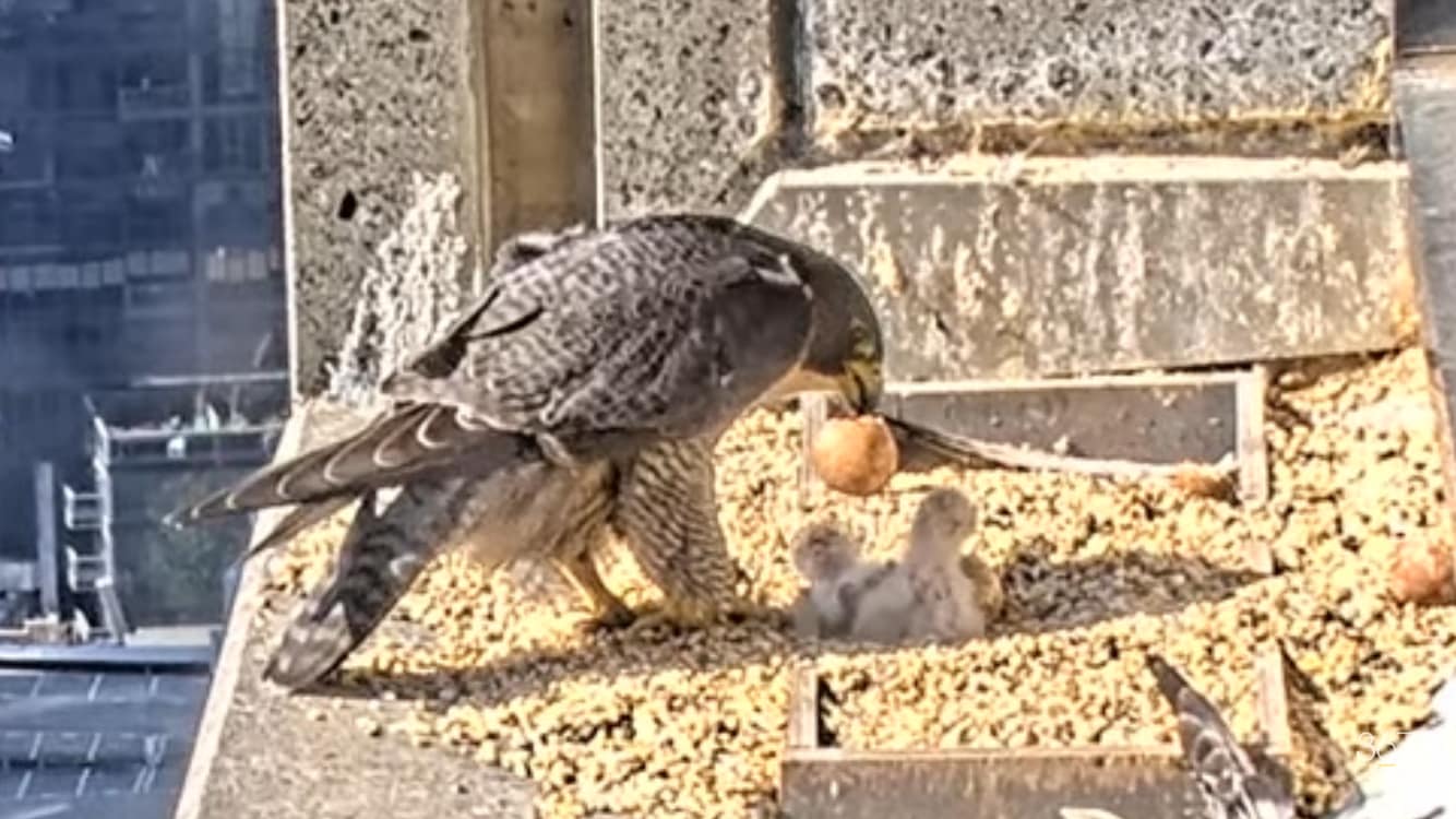 A female peregrine falcon looks over her two baby chicks