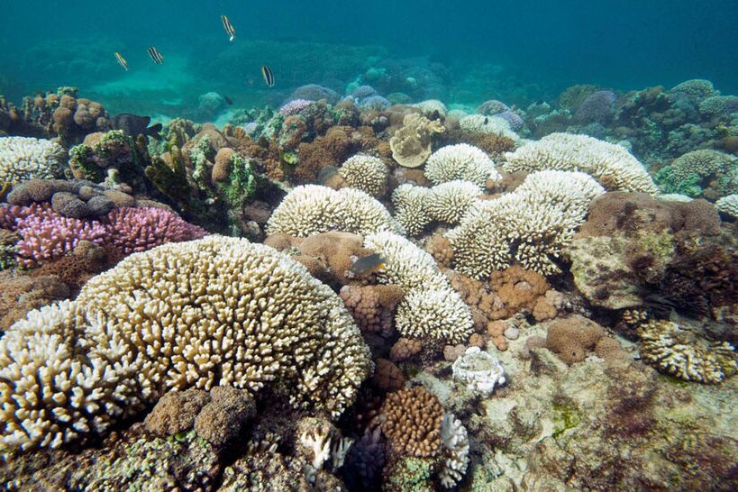 A coral reef in the Lord Howe Island lagoon shows moderate bleaching