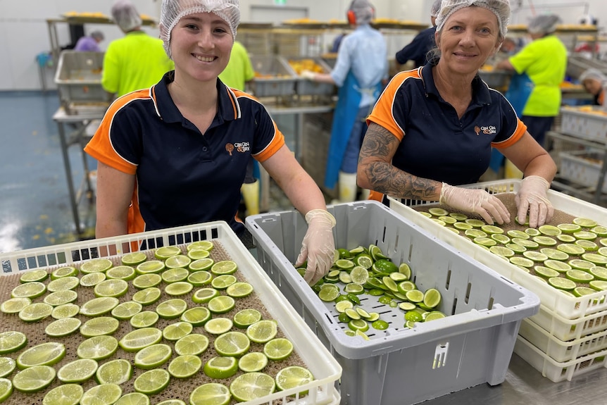 Photo of workers standing over buckets of dried limes.