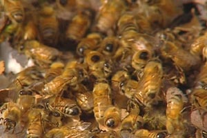 Leatherwood honey 'at risk'.