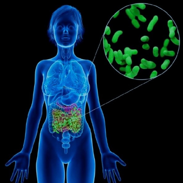 Graphic of girl with gut area highlighted