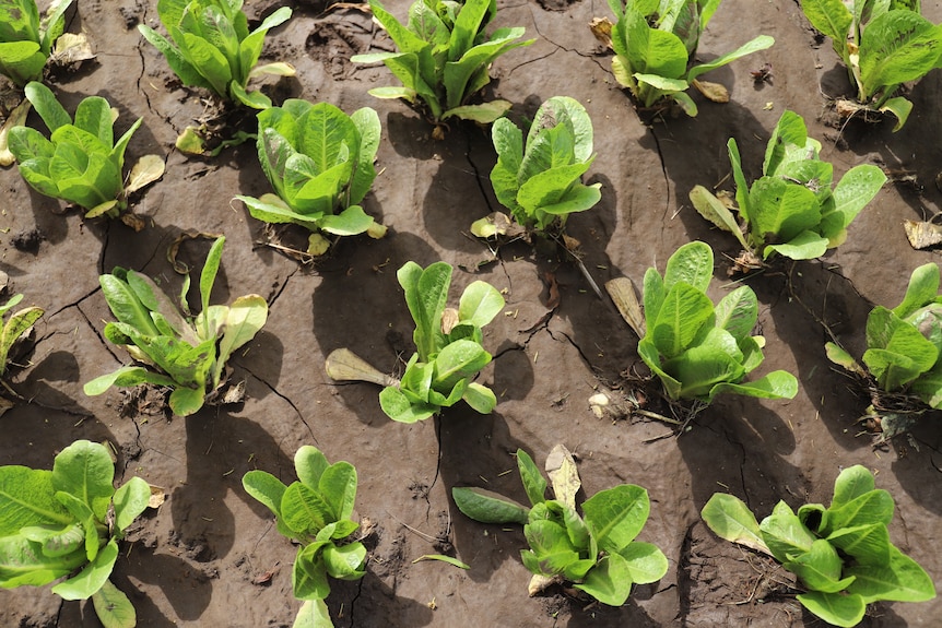 Little lettuces in the ground.