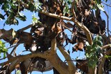Thousands of bats in Hunter park described as 'flying terrorists'
