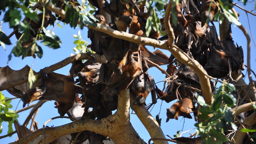 Thousands of bats in Hunter park described as 'flying terrorists'