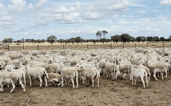More than 5,000 sheep worth $1.7m stolen from property in rural Qld