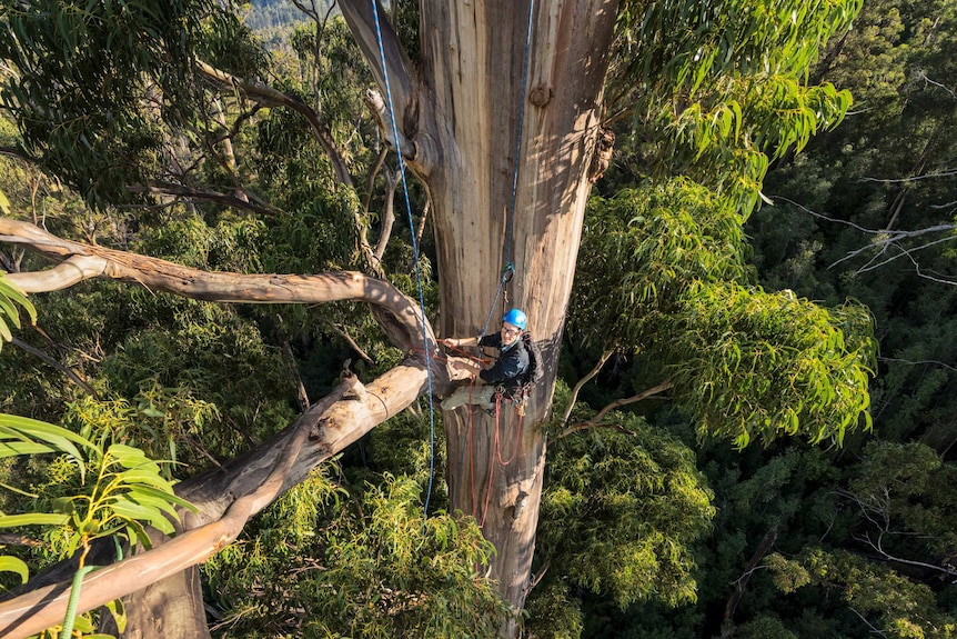 Man wearing blue helmet facing the camera, suspended on climbing ropes halfway up a giant eucalypt tree