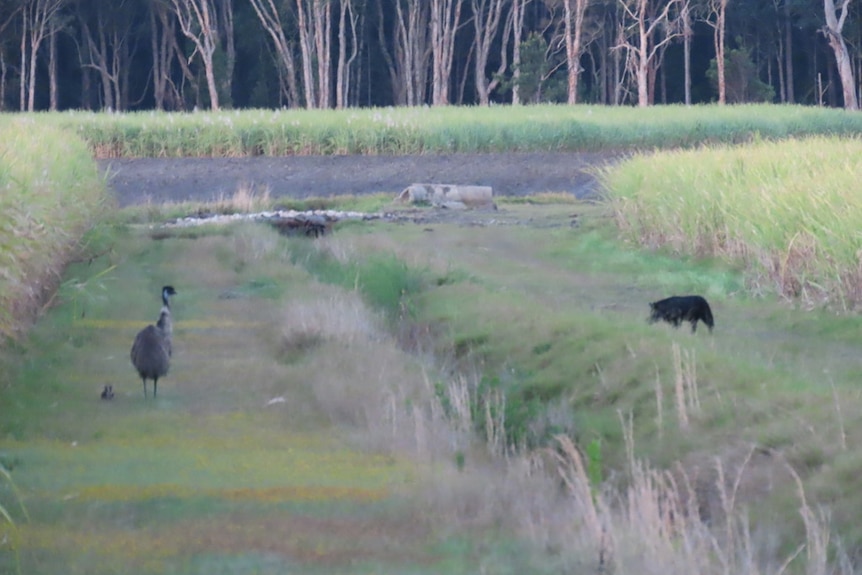 Black feral pig stalks emu and chicks