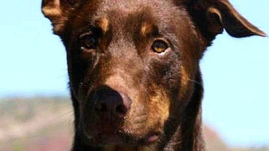 A brown kelpie with his ears pricked, looking into the camera.
