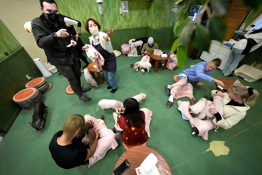 A view from above showing people in a green room cuddling small pigs while sitting down.