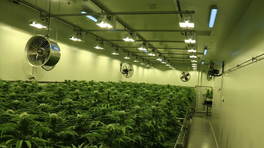 In a windowless room, wall-to-wall marijuana plants grow under lights.
