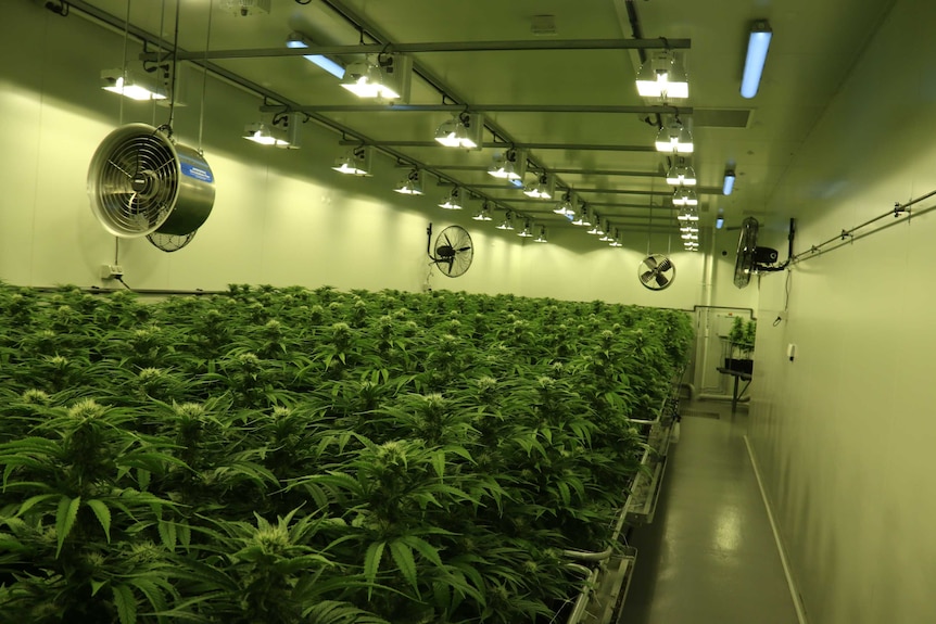 In a windowless room, wall-to-wall marijuana plants grow under lights.