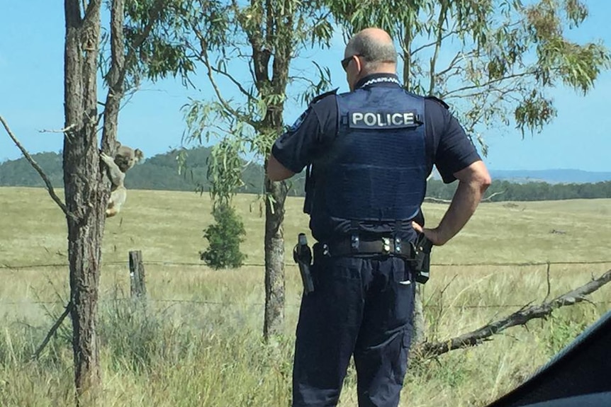 The koala made it to the safety of a nearby tree, thanks to the police.