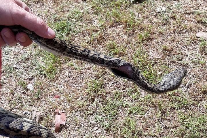 A carpet python with an injury to its body