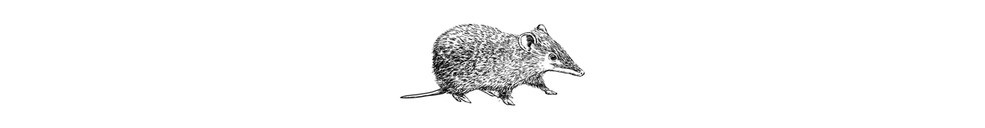 A black-and-white illustration of a potoroo.