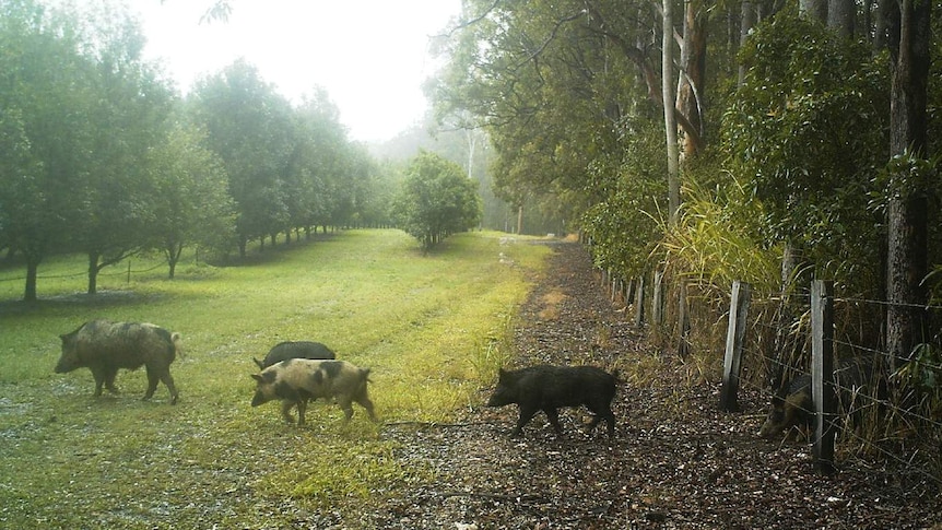 New South Wales farmers want bounty on feral pigs