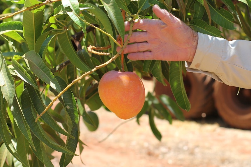 a man's hand holding a mango on a tree