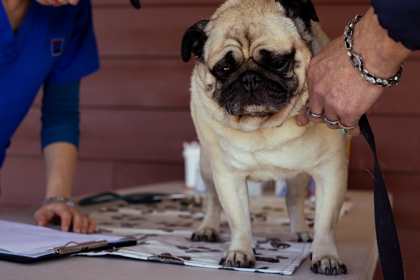 A pug is stood on a foldout table, a persons arm is grabbing its collar