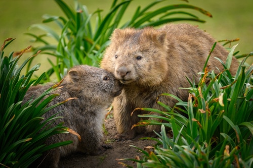A mother and joey wombat nuzzle each other. 