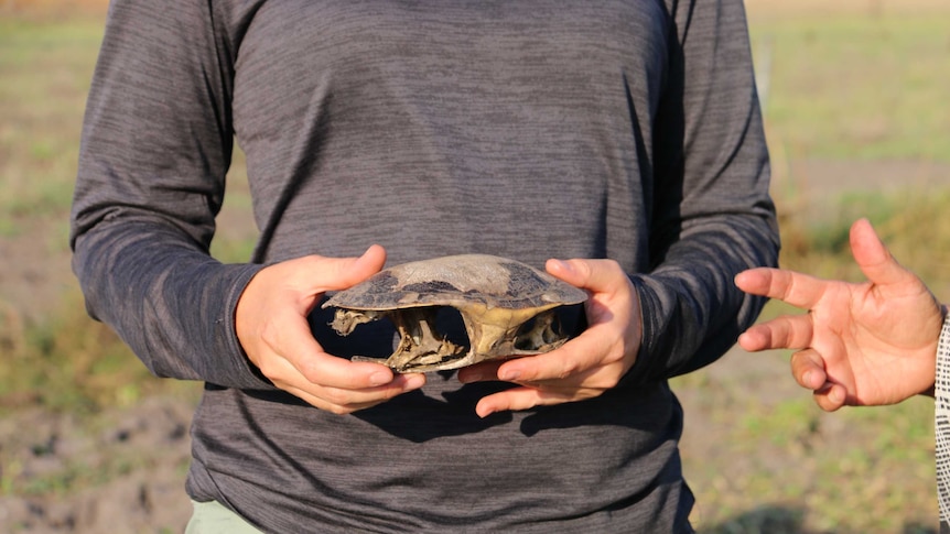 A close up shot of a person holding an empty turtle shell.