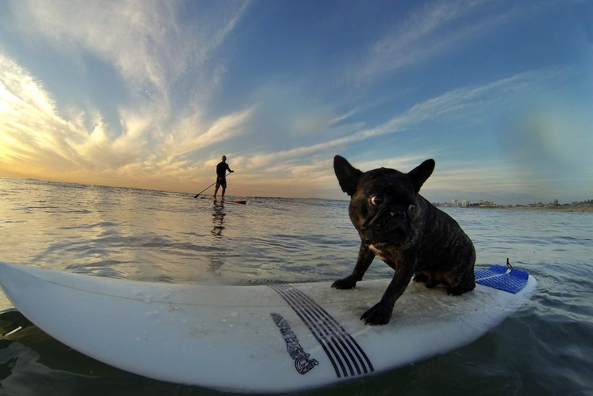 A dog on a surfboard.